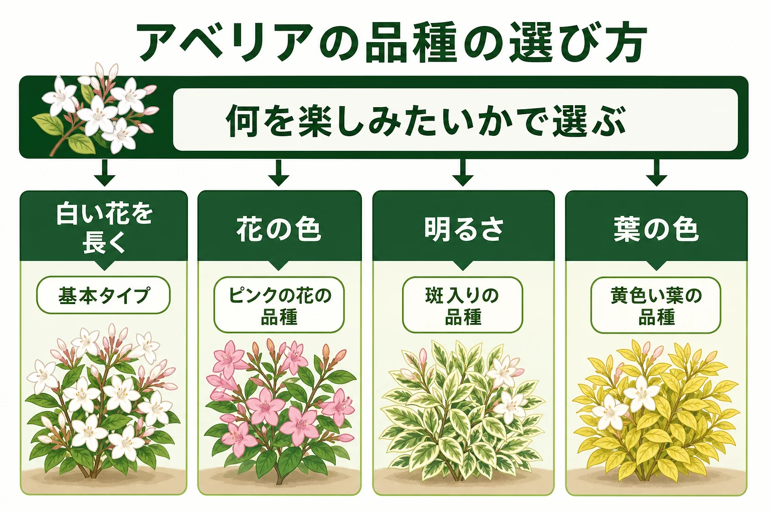 アベリアの品種を、花の色・斑入りの葉・黄色い葉の3つのタイプに分け、向く庭を示した図解