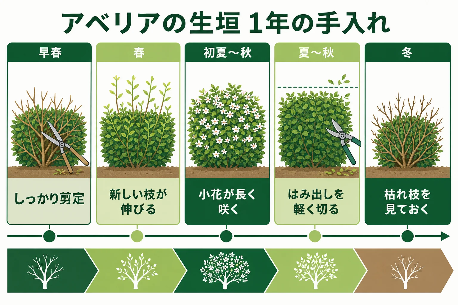 アベリアの生垣の1年の手入れを、早春のしっかり剪定・初夏〜秋の花・夏〜秋の軽い剪定・冬の見回りの順に並べたカレンダーの図解