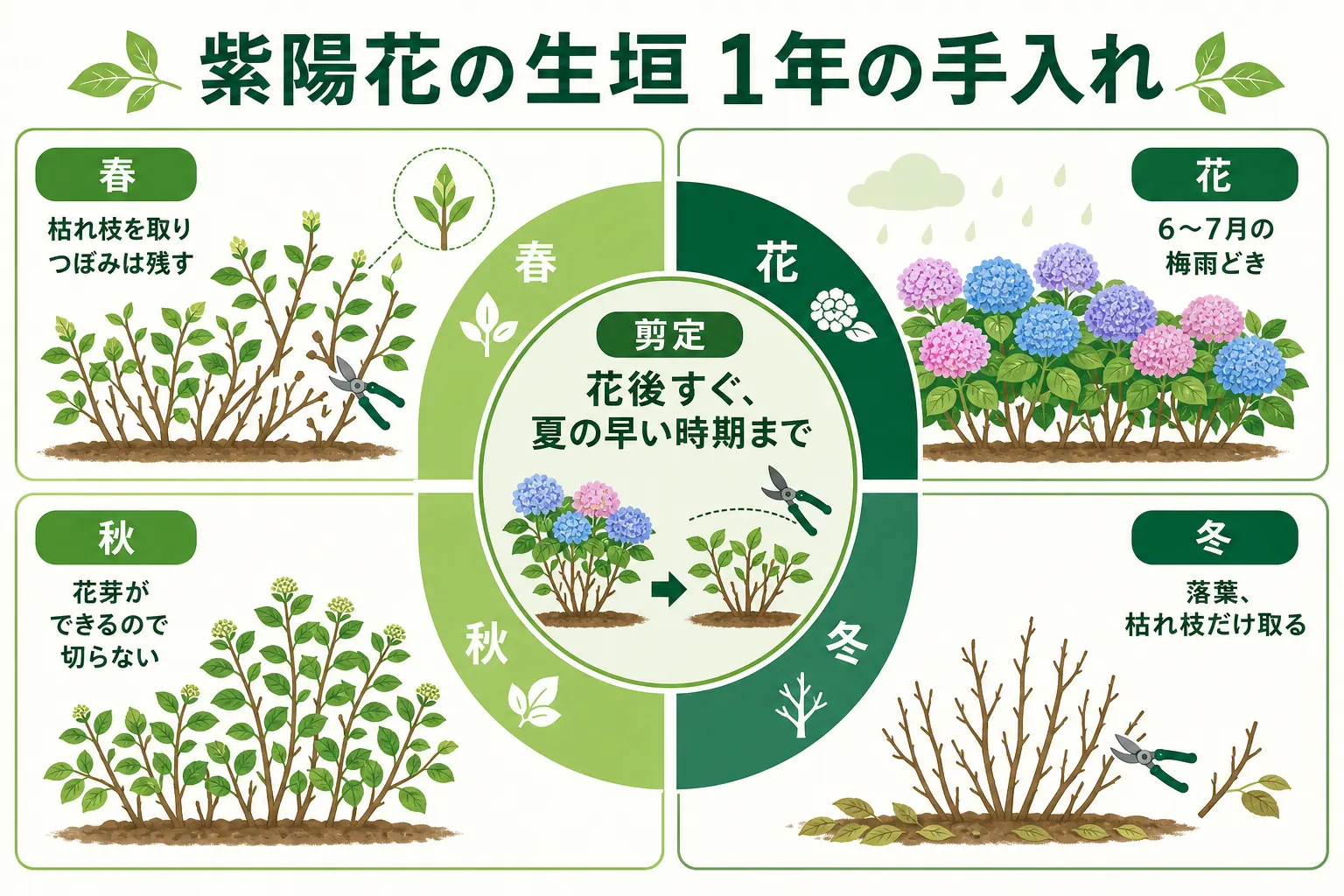 紫陽花の生垣の1年の手入れを、梅雨どきの花・花後すぐの剪定・秋の花芽・冬の落葉の順に並べたカレンダーの図解
