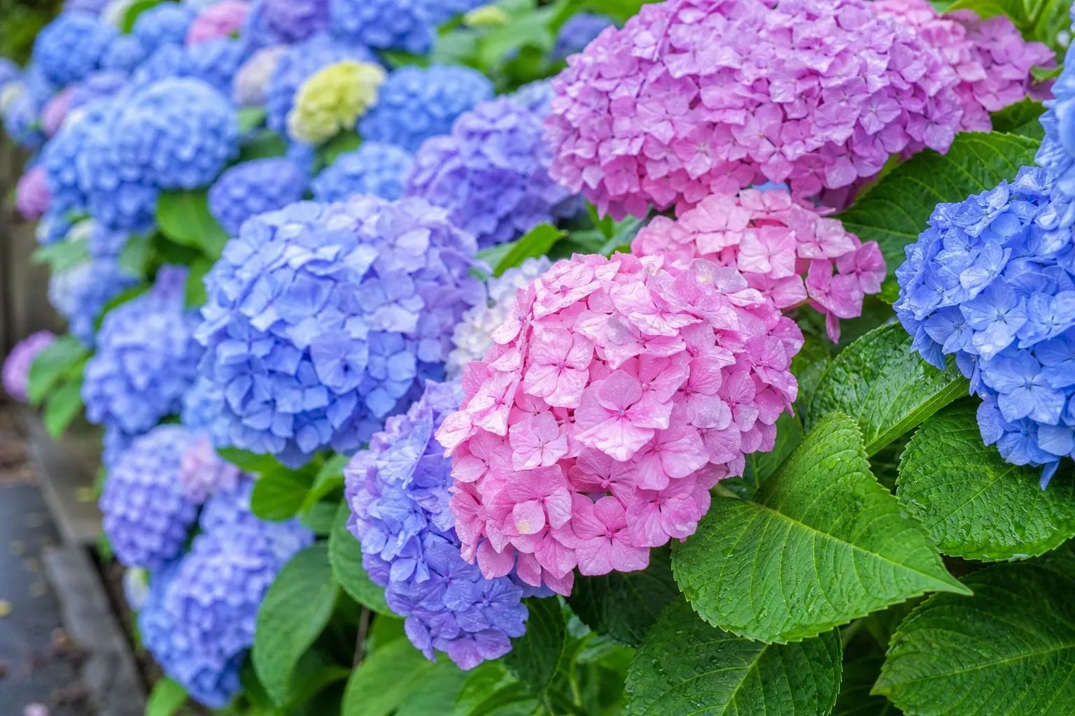 梅雨どきに花が咲いた紫陽花の生垣を近くから写した写真