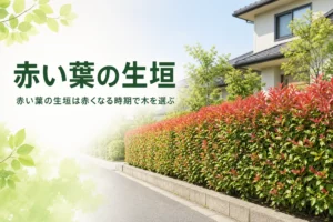赤い葉の生垣に向く木と、赤くなる時期ごとの楽しみ方を解説する記事のアイキャッチ
