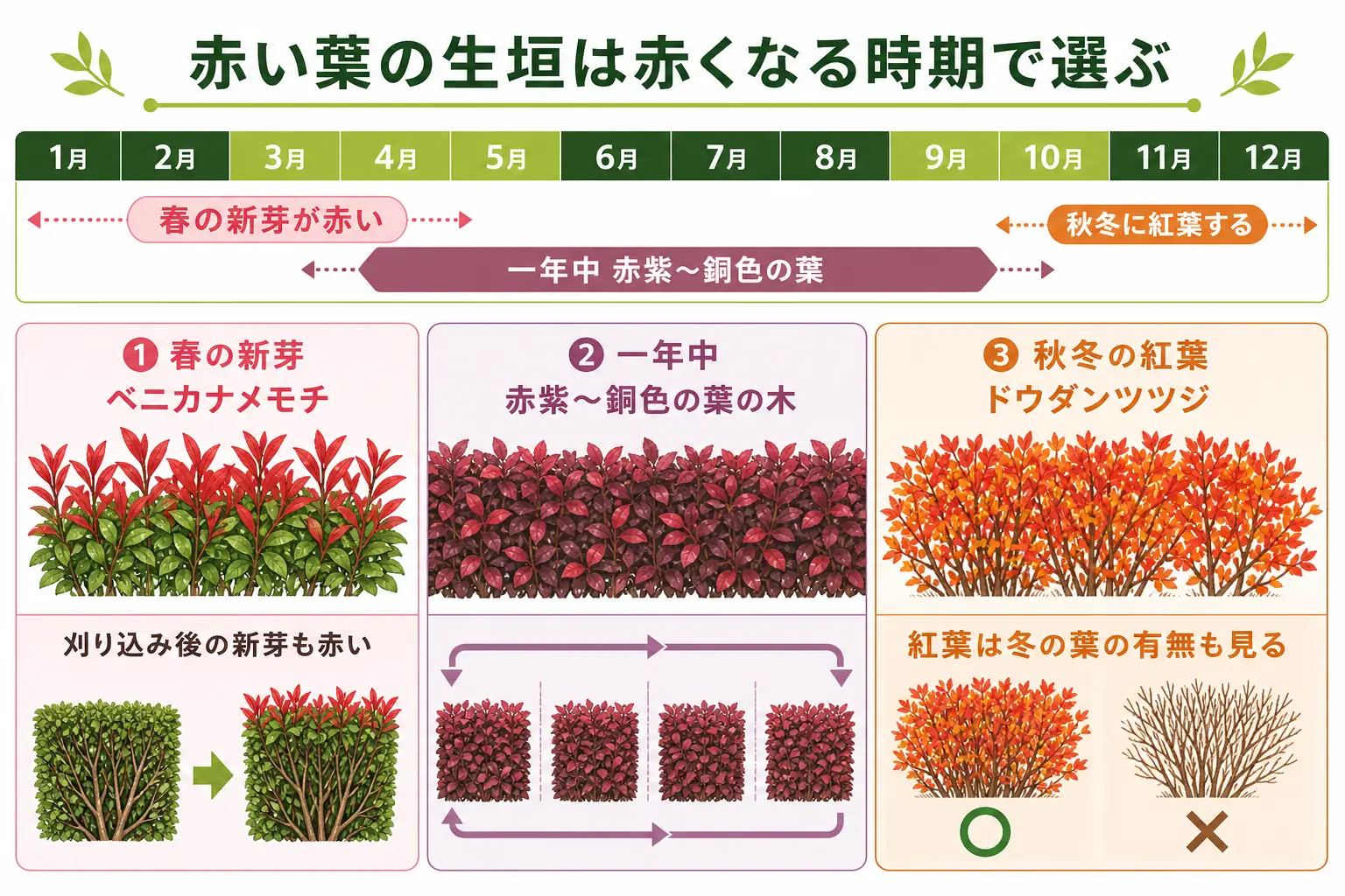 赤い葉の生垣の木を、春の新芽・一年中・秋冬の紅葉という赤くなる時期で分けた早見表の図解