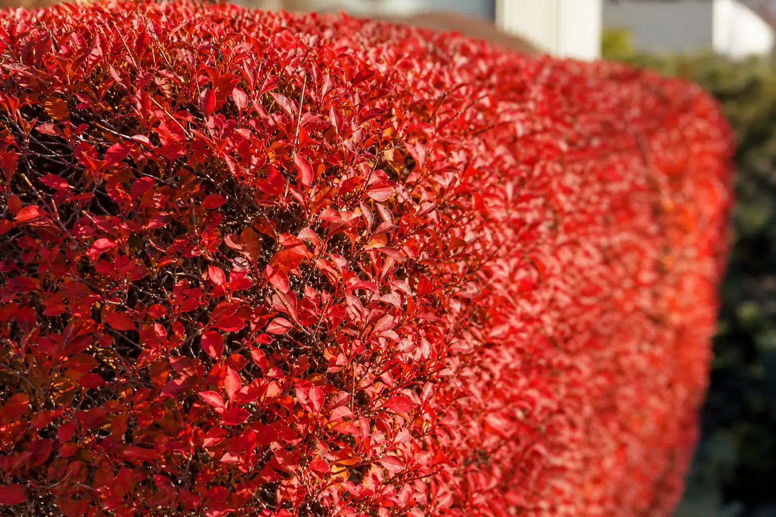 秋に赤く紅葉した葉が密に茂る生垣を近くから写した写真