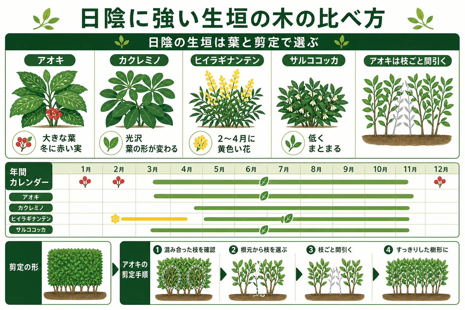 アオキ・カクレミノ・ヒイラギナンテン・サルココッカの日陰での特徴と、生垣での使い方を比べた図解