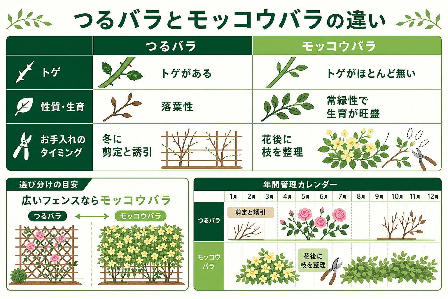 つるバラとモッコウバラの違いを、トゲ・花・育ち方・剪定の時期で比べた図解