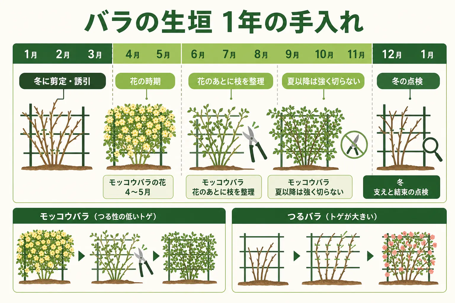 バラの生垣の1年の手入れを、つるバラは冬に剪定と誘引、モッコウバラは4〜5月の花のあとに整理、夏以降は強く切らない、と季節ごとに示した年間カレンダーの図解