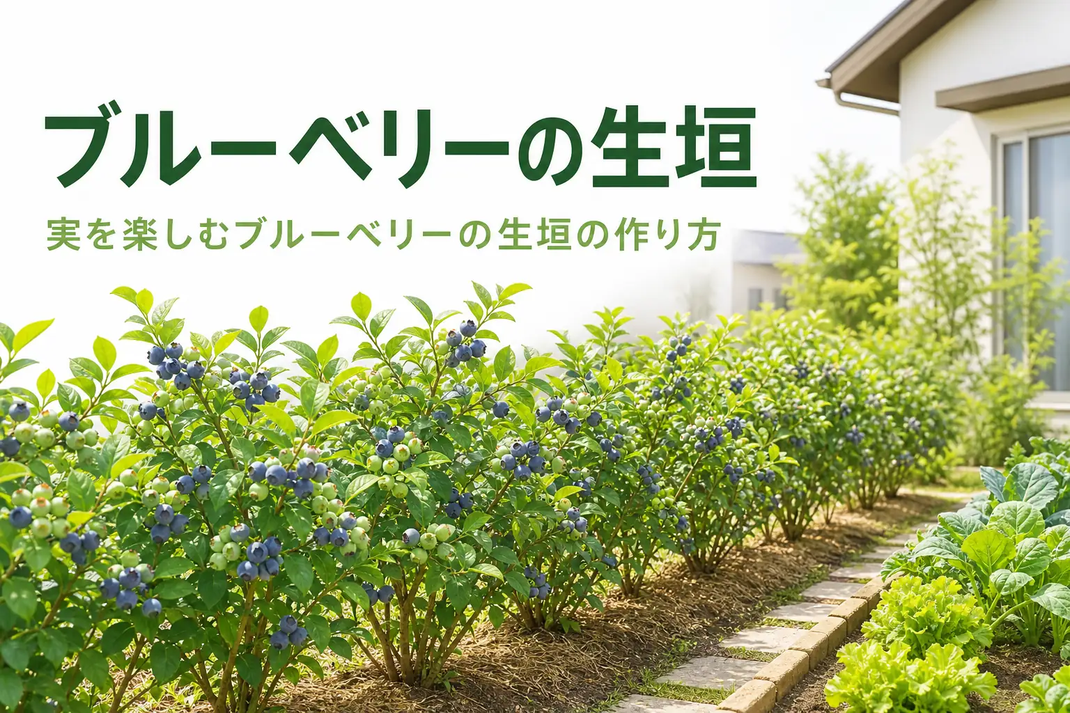 実を楽しむ落葉の生垣としてブルーベリーの生垣の作り方を紹介する記事のアイキャッチ