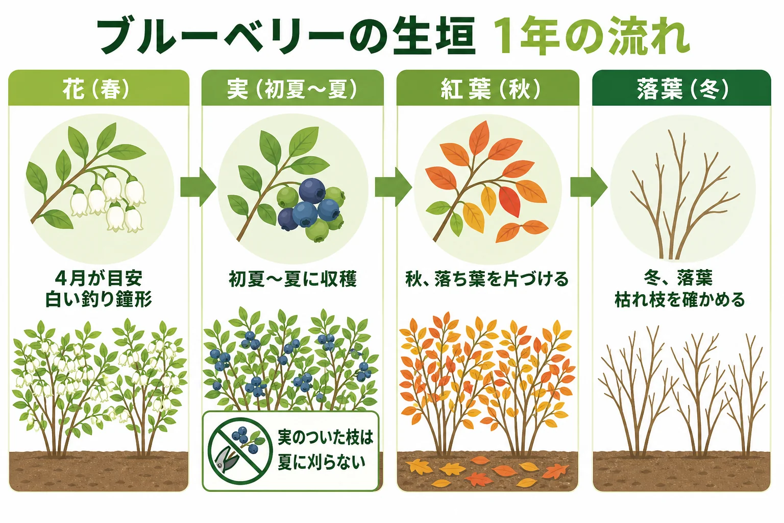 ブルーベリーの生垣の1年を、春の花・初夏〜夏の実・秋の紅葉・冬の落葉の順に並べたカレンダーの図解
