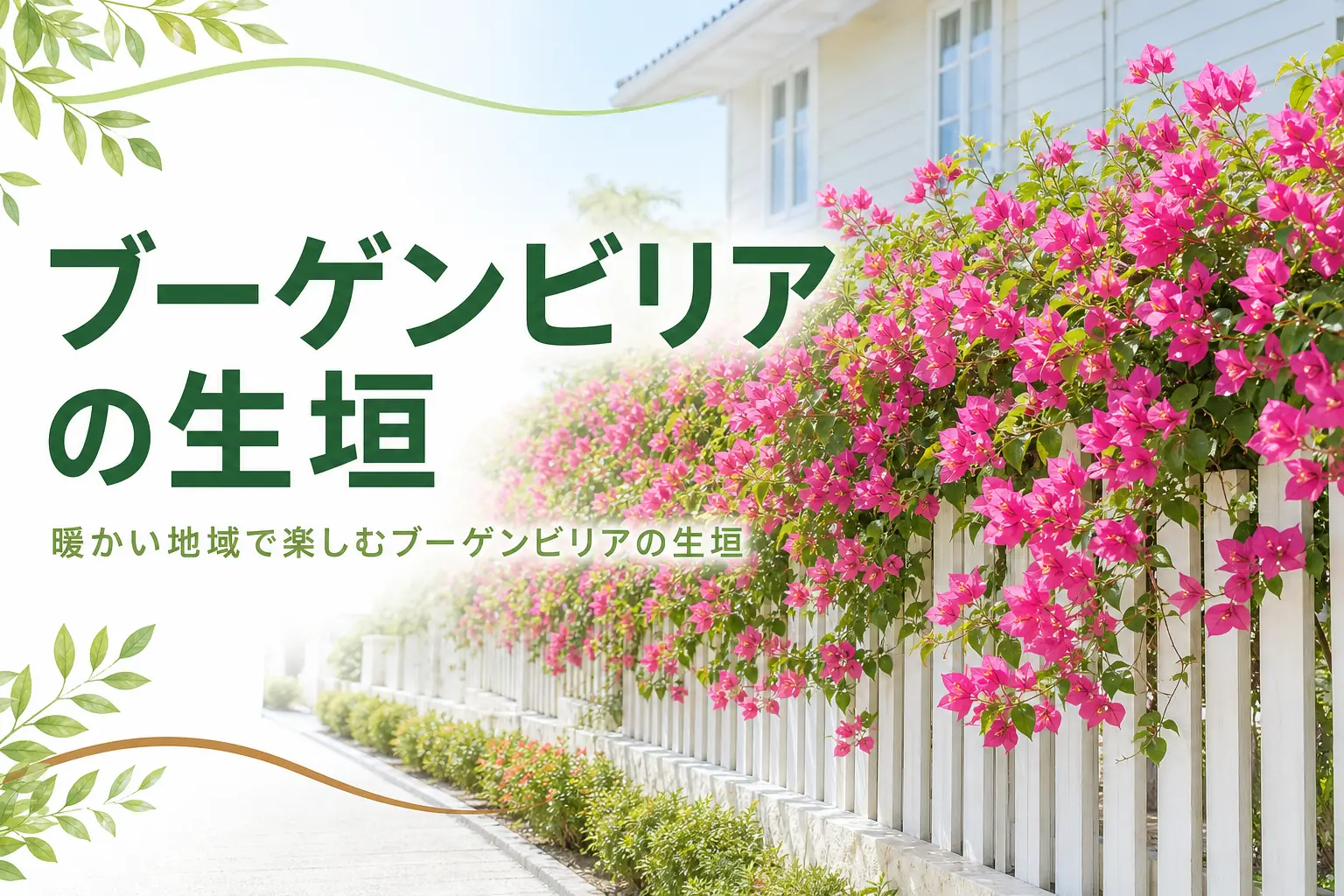 暖かい地域でフェンスに誘引したブーゲンビリアの生垣の楽しみ方を紹介する記事のアイキャッチ