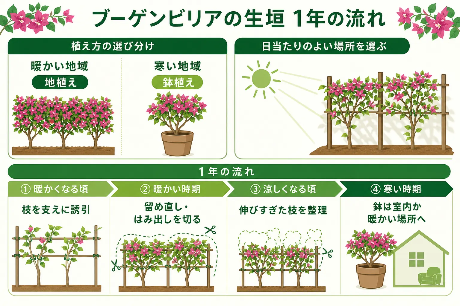 ブーゲンビリアの生垣の1年の流れを、暖かい時期の誘引、伸びすぎた枝の整理、寒くなる前の移動や冬の守りの順に並べた図解