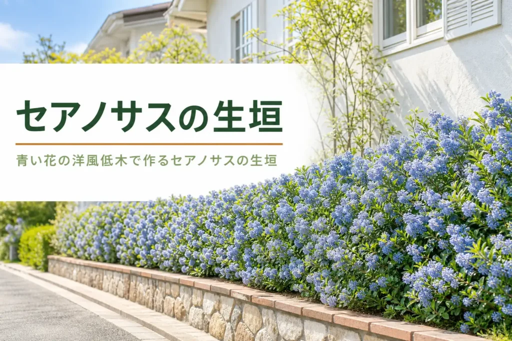 青い花が咲くセアノサスの生垣の特徴と場所選びを紹介する記事のアイキャッチ
