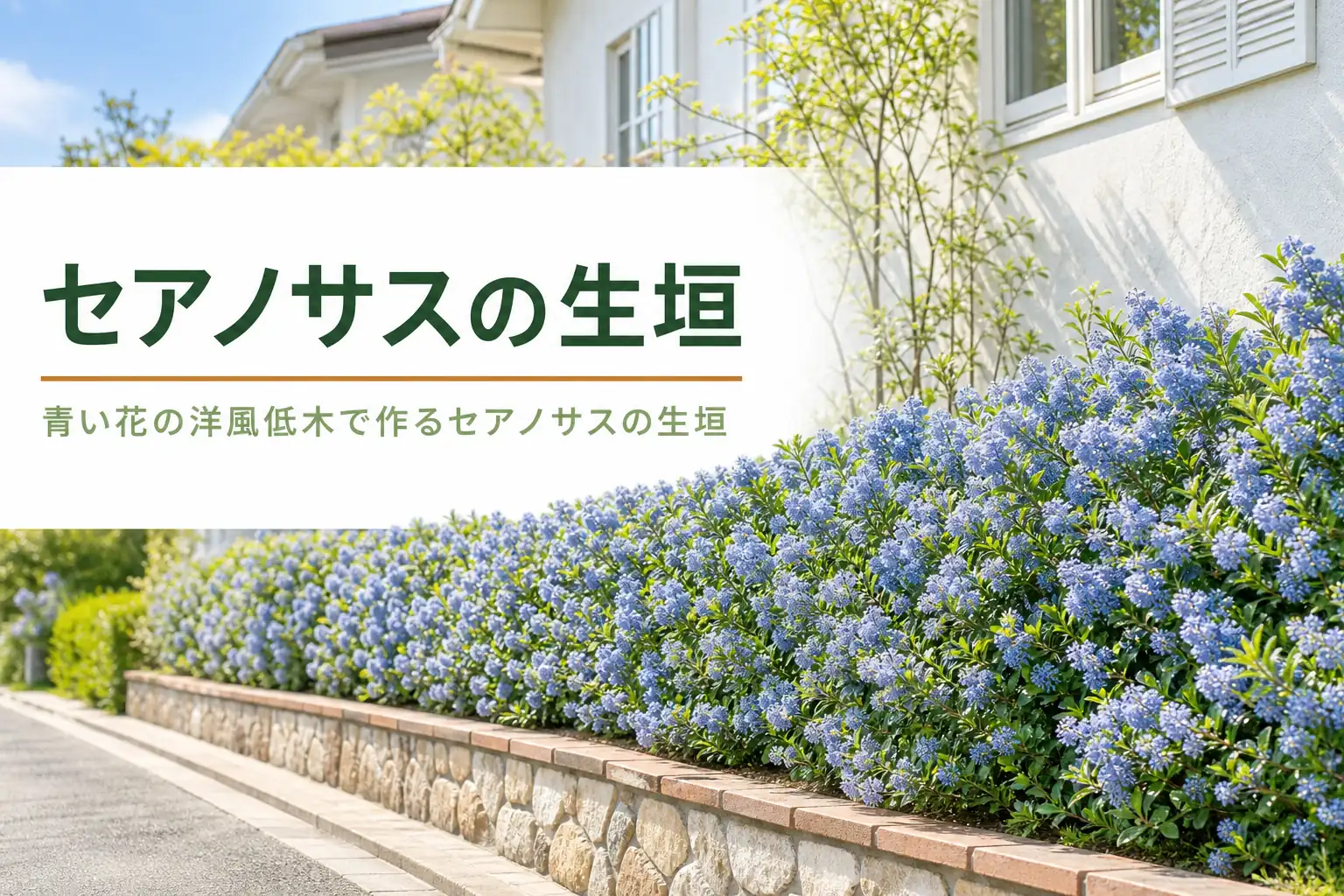 青い花が咲くセアノサスの生垣の特徴と場所選びを紹介する記事のアイキャッチ