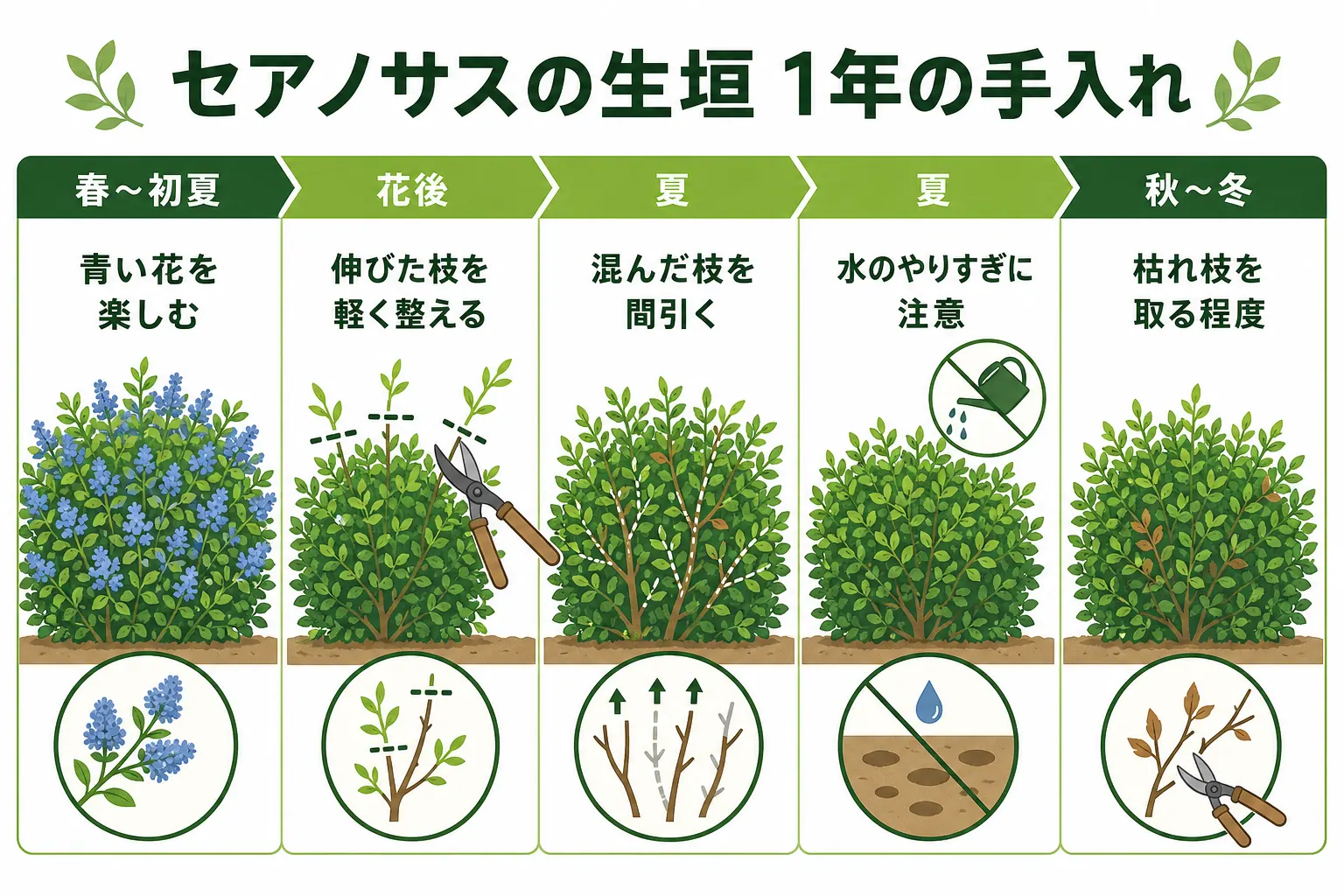 セアノサスの生垣の1年の手入れを、春〜初夏の花、花後の剪定、夏の蒸れ対策、冬の様子の順に並べた図解