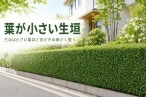 葉が小さい生垣に向く木と、細かい葉で密に仕立てる選び方を解説する記事のアイキャッチ