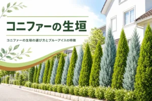 コニファーの生垣の品種の選び方とブルーアイスの特徴を解説する記事のアイキャッチ