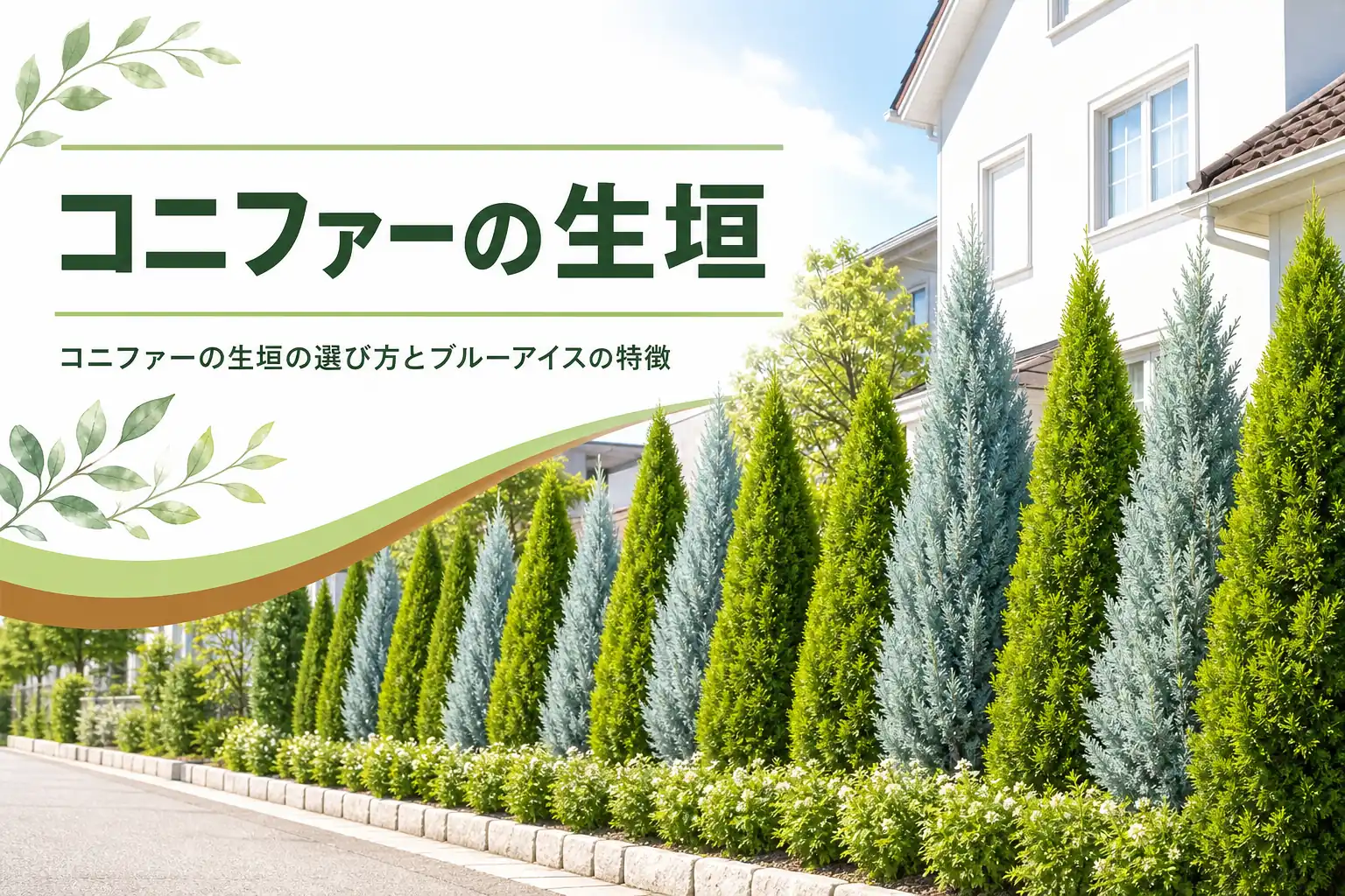 コニファーの生垣の品種の選び方とブルーアイスの特徴を解説する記事のアイキャッチ