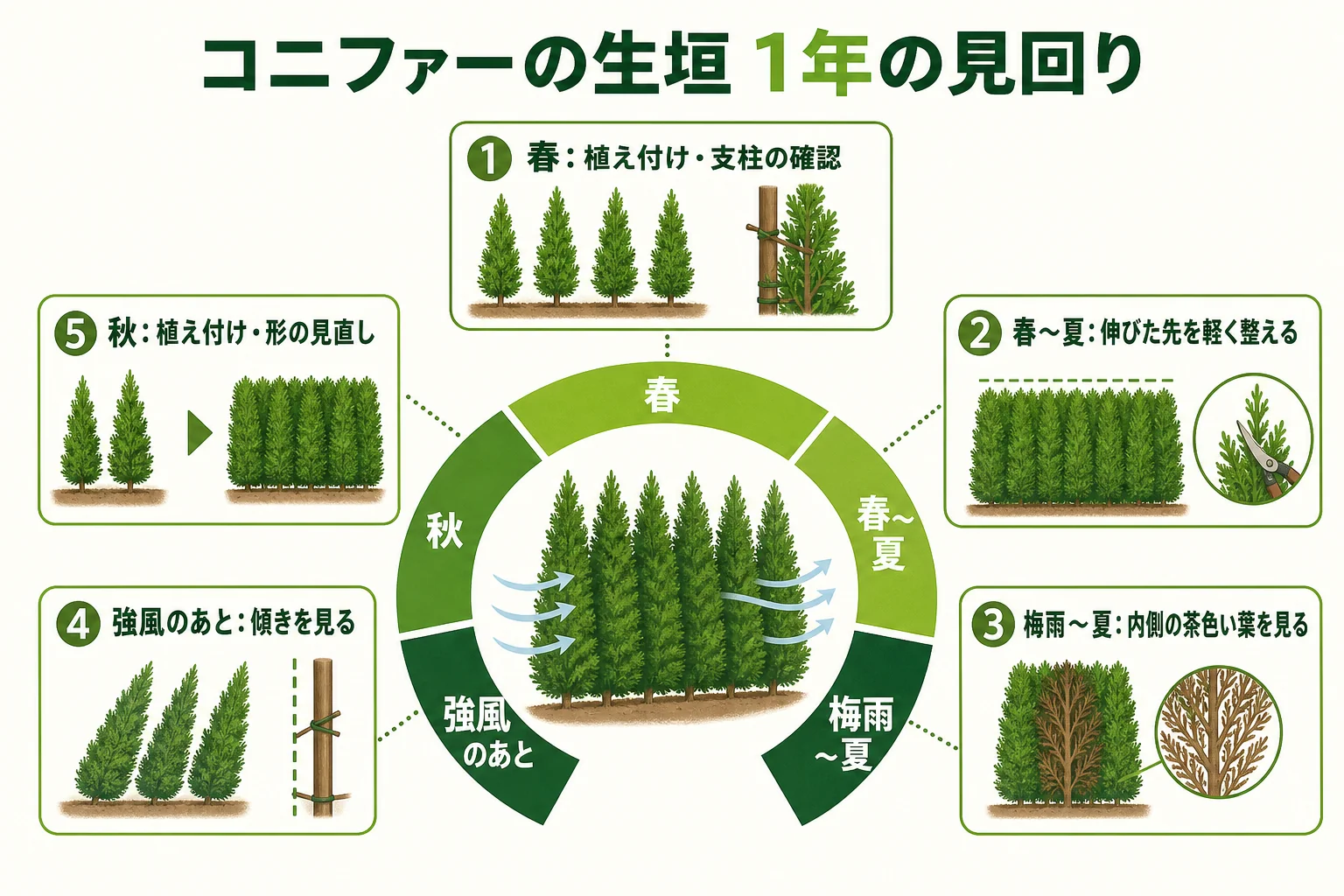 コニファーの生垣の1年の見回りを、春の植え付けと支柱、梅雨〜夏の蒸れと内側の葉、風の強い日のあとの傾き、秋の植え付けと形の見直しに分けたカレンダーの図解