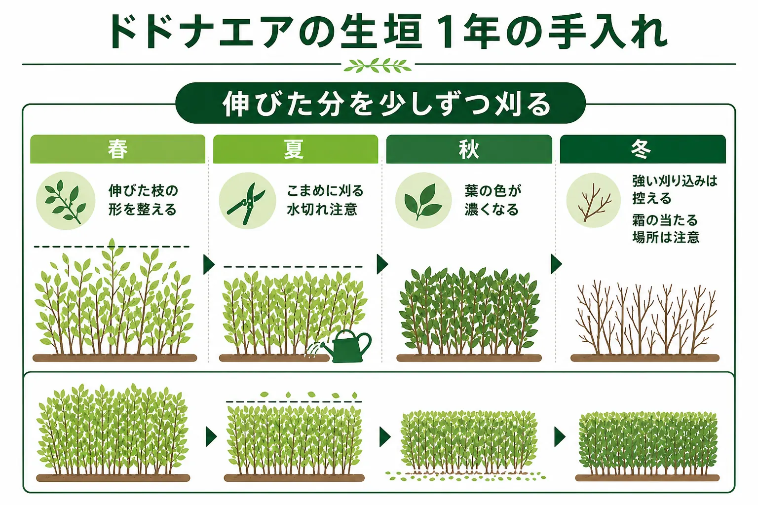 ドドナエアの生垣の1年の手入れを、春の伸び始め・夏のこまめな刈り込み・秋の色づき・冬の寒さ対策の順に並べた図解