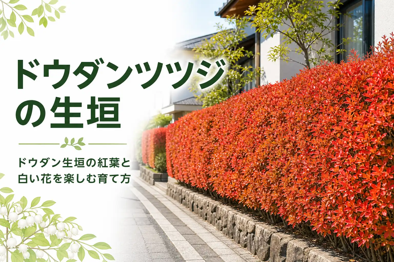 ドウダンツツジの生垣の紅葉と白い花の楽しみ方、育て方を解説する記事のアイキャッチ
