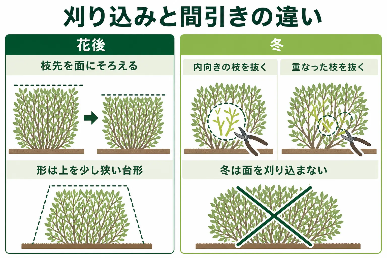 ドウダンツツジの生垣の、花後の刈り込みと冬の間引きの違いを、切る場所と時期で示した図解