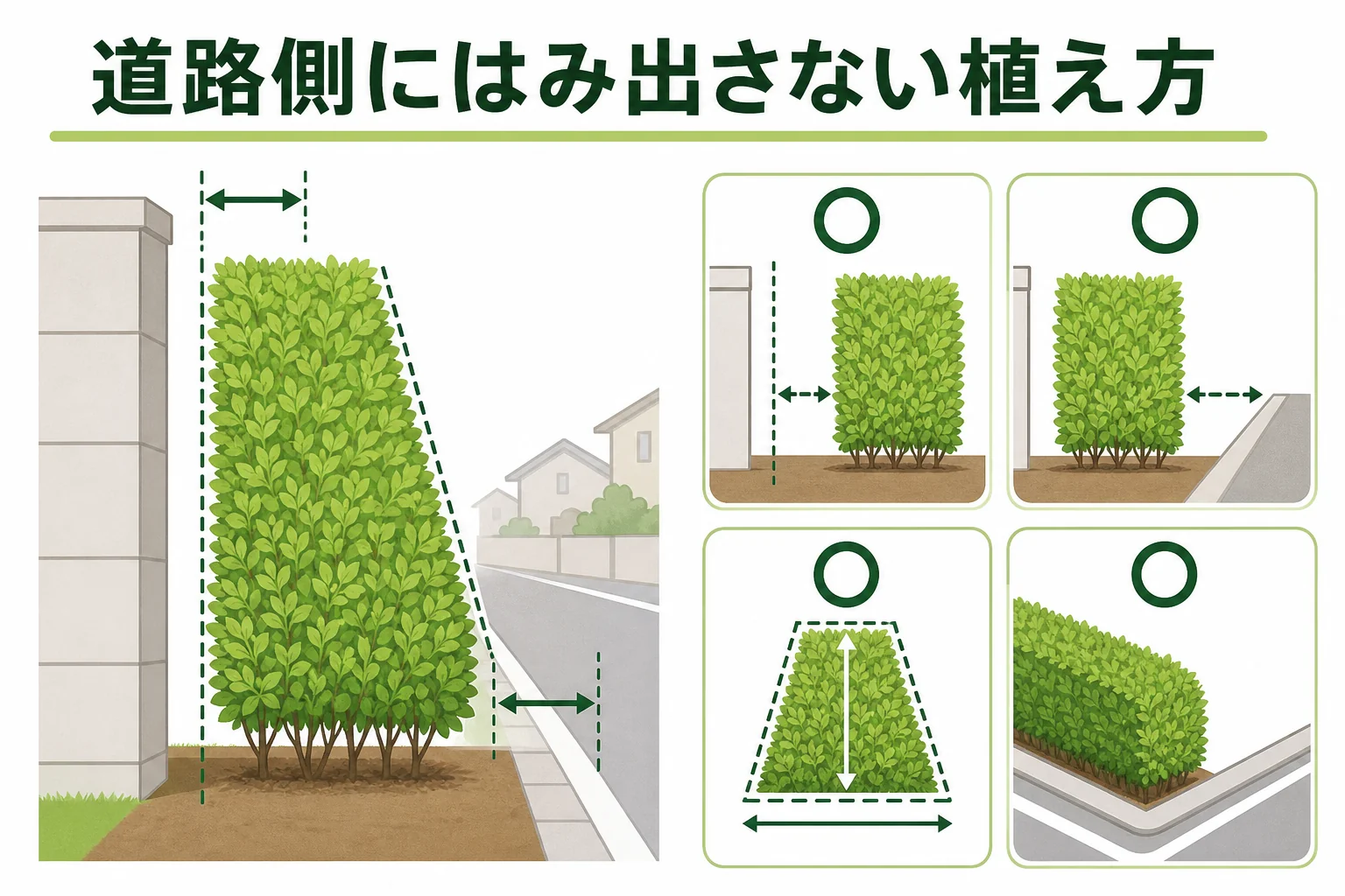 道路沿いの生垣を、境界から少し内側に植え、上を狭く下を広くした台形に刈ることで、道路側に枝がはみ出しにくくなる様子を示した図解