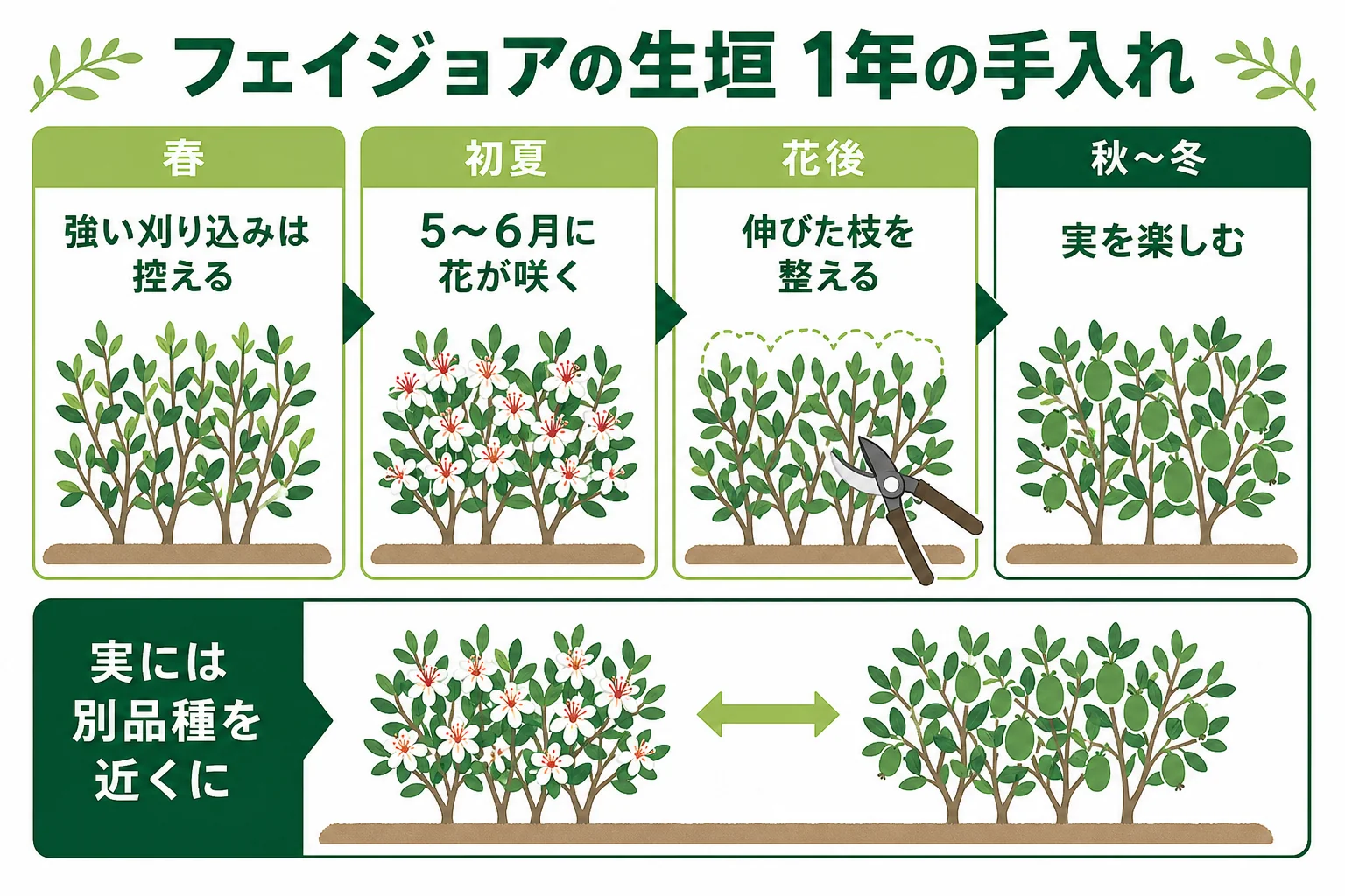 フェイジョアの生垣の1年の手入れを、初夏の花、花後の剪定、秋〜冬の実、冬の様子の順に並べた図解