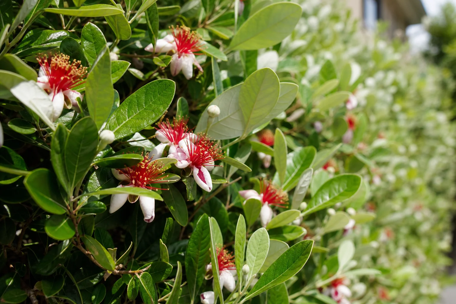 赤い雄しべが目立つフェイジョアの花と、銀白色の葉裏が見える生垣を近くから写した写真