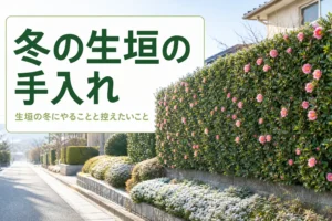 冬の生垣の寒さ対策と冬にできる手入れを解説する記事のアイキャッチ