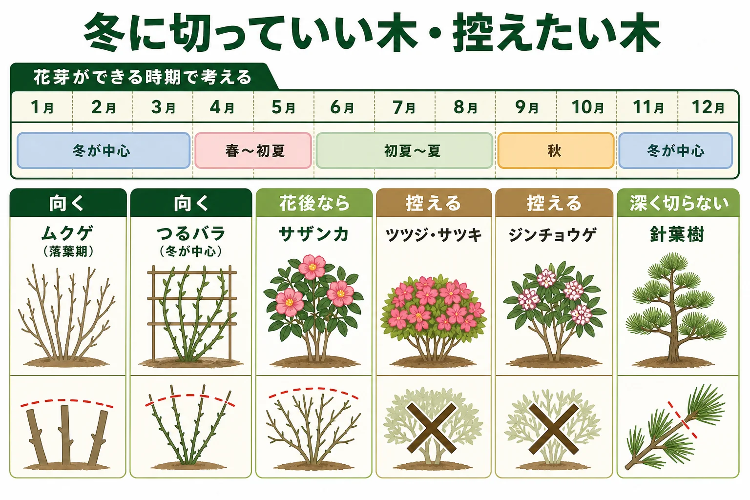 冬に剪定してよい木と控えたい木を、ムクゲやサザンカ、ツツジ、針葉樹などの例で分けて示した図解