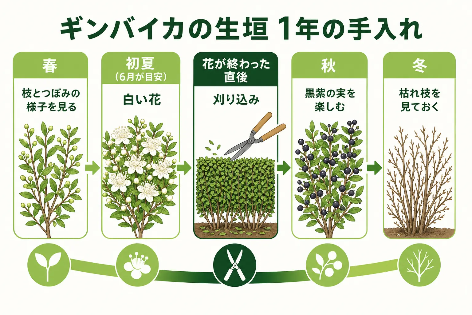 ギンバイカの生垣の1年を、初夏の白い花、花後の刈り込み、秋の黒紫の実、冬の見回りの順に並べたカレンダーの図解