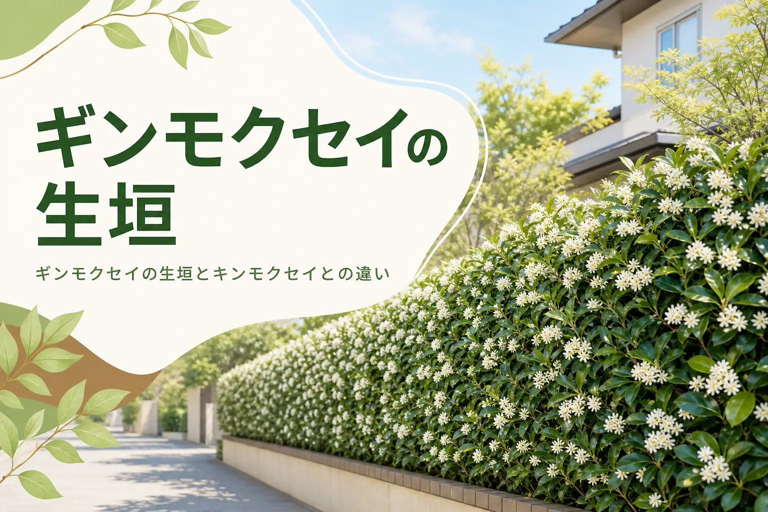 白い花が咲くギンモクセイの生垣の特徴とキンモクセイとの違いを紹介する記事のアイキャッチ