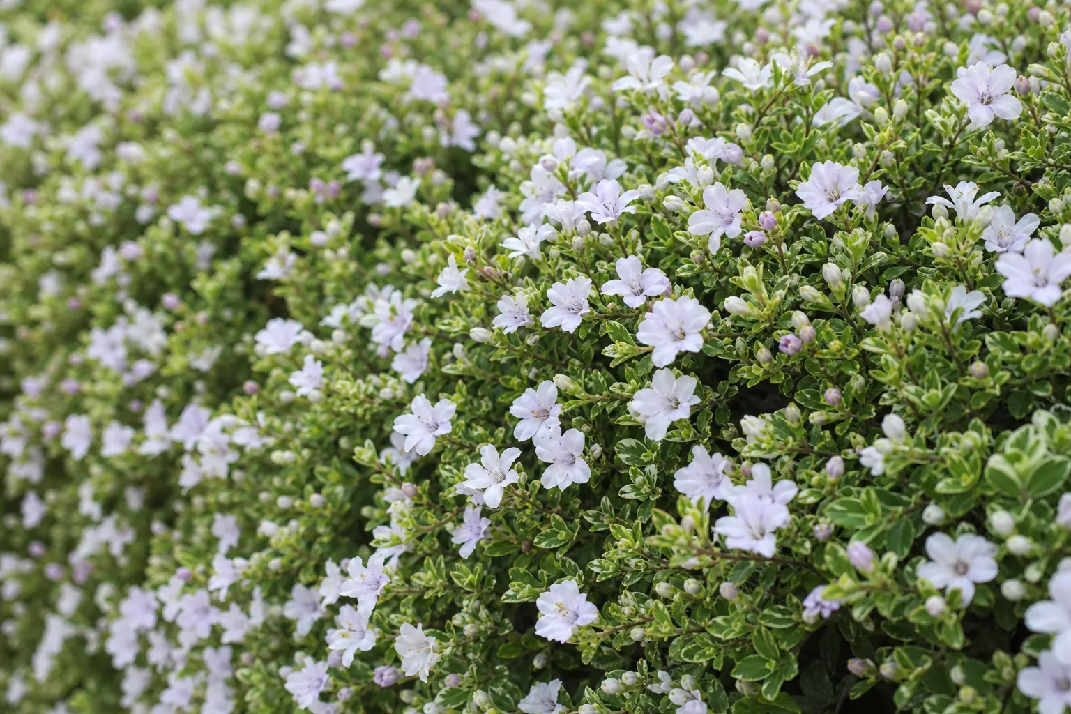 初夏に白い小花が咲いたハクチョウゲの低い生垣を近くから写した写真