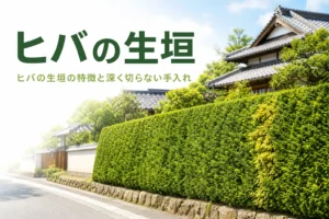 ヒバの生垣の特徴と手入れのコツを紹介する記事のアイキャッチ