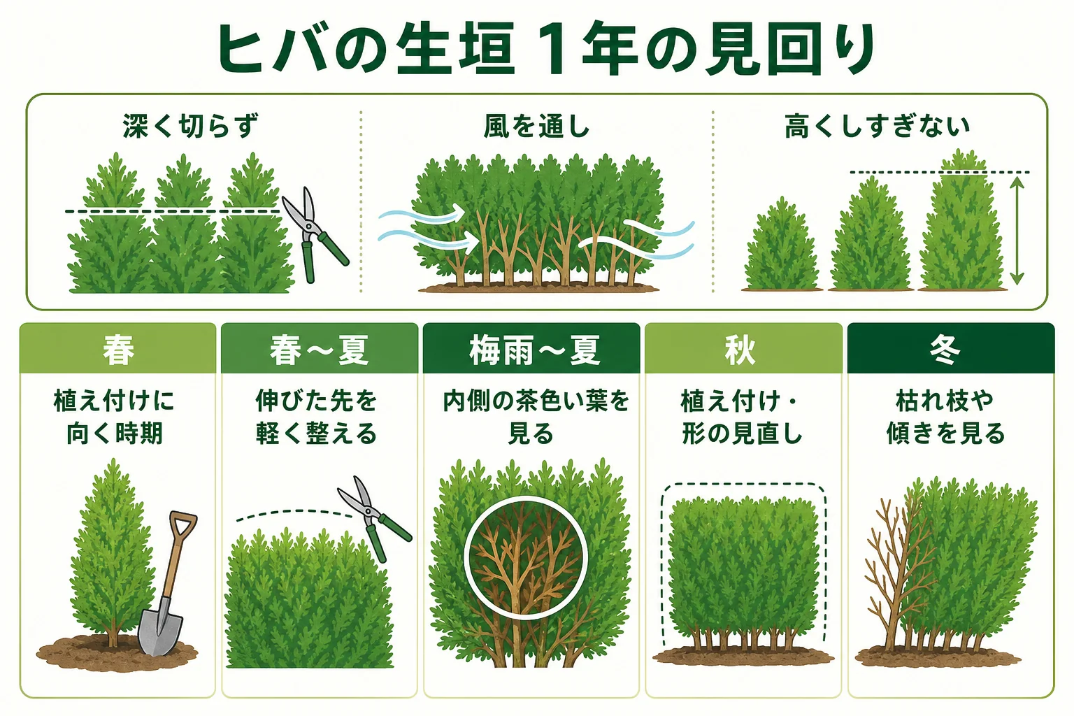 ヒバの生垣の1年の見回りを、春の植え付け、春〜夏の枝先の整え、梅雨〜夏の内側の葉、秋の植え付けと形の見直しに分けたカレンダーの図解