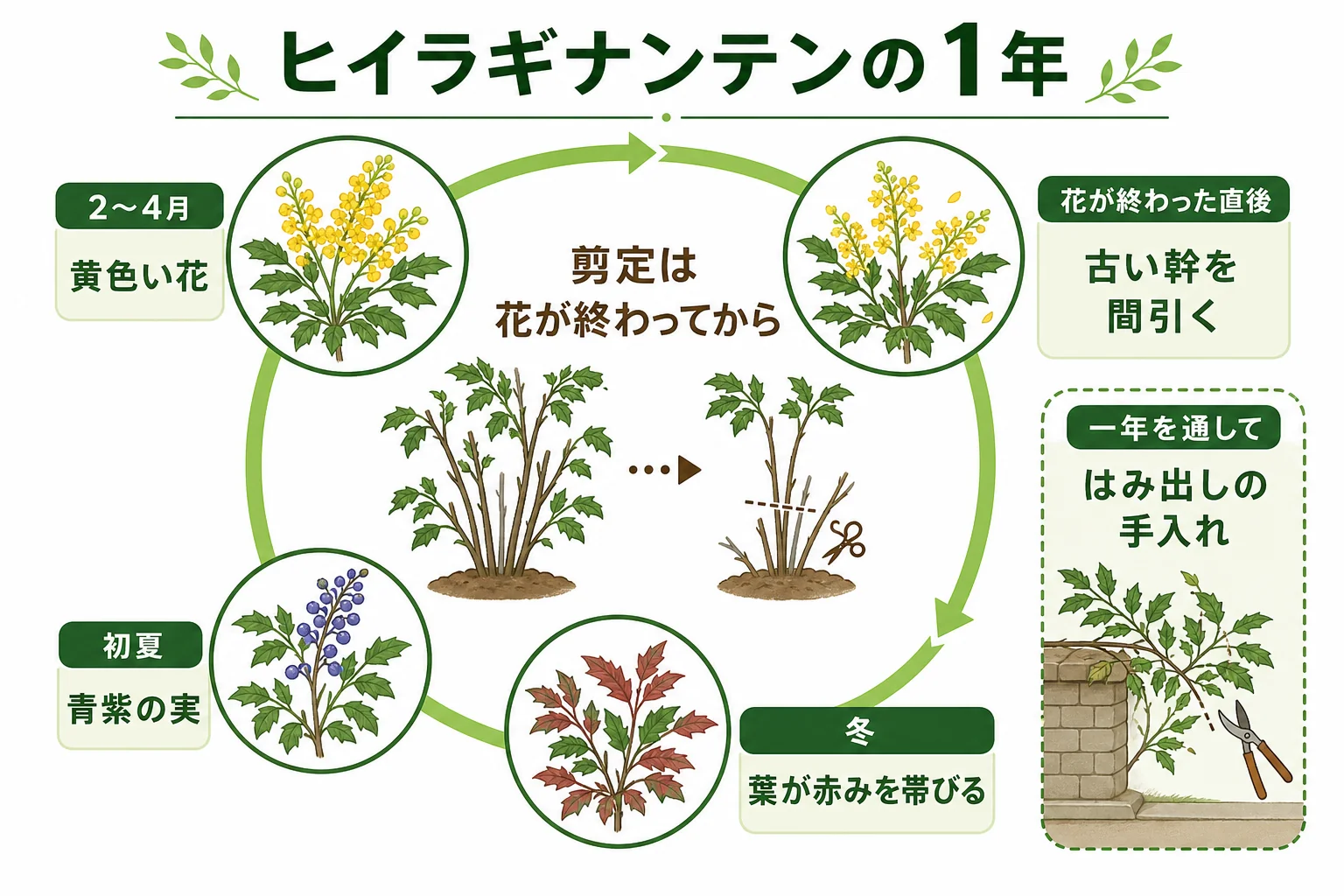 ヒイラギナンテンの生垣の1年の手入れを、花・剪定・実・冬の葉色の時期に分けて示したカレンダーの図解
