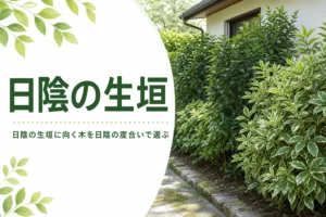 日陰の生垣に向く木と選び方を解説する記事のアイキャッチ