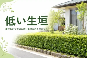 腰の高さで仕切る低い生垣に向く木と仕立て方を解説する記事のアイキャッチ