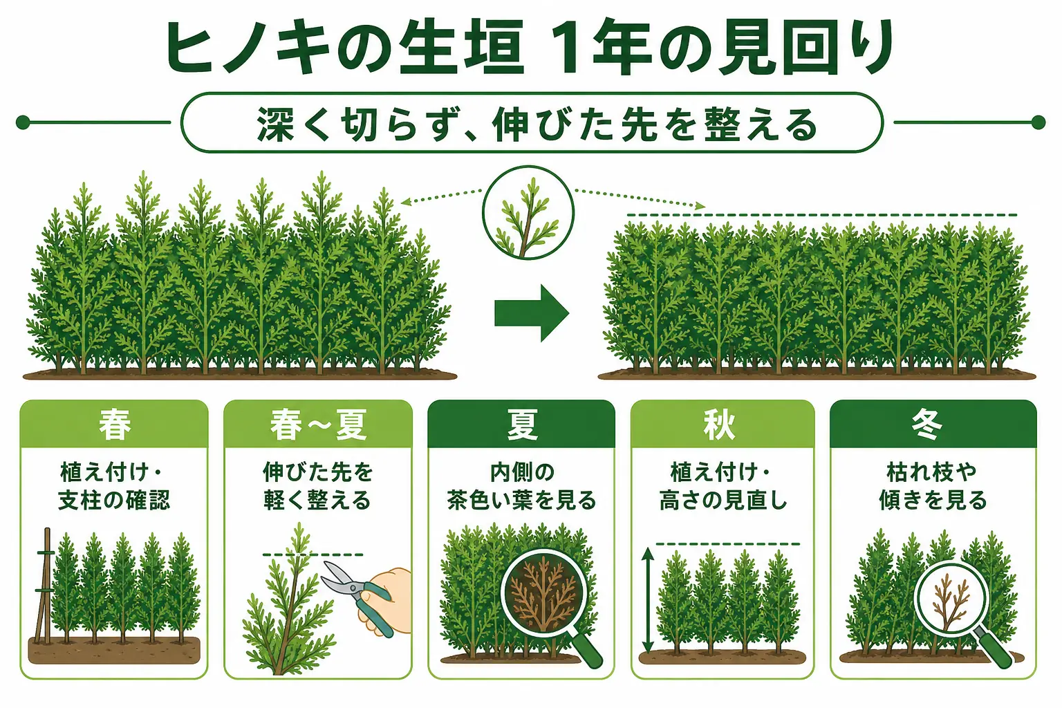 ヒノキの生垣の1年の見回りを、春の植え付け、伸びた先を整える時期、内側の茶色い葉の確認、秋の植え付けと高さの見直しに分けたカレンダーの図解