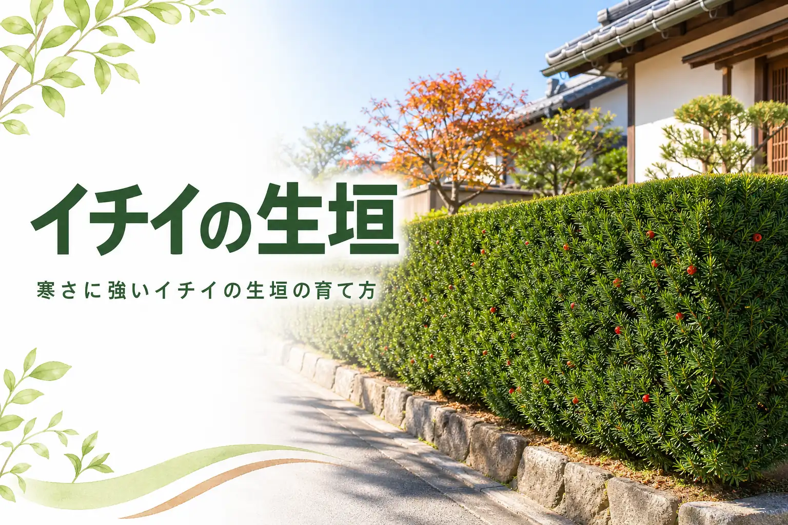 寒さに強い針葉樹であるイチイの生垣の特徴と育て方を解説する記事のアイキャッチ