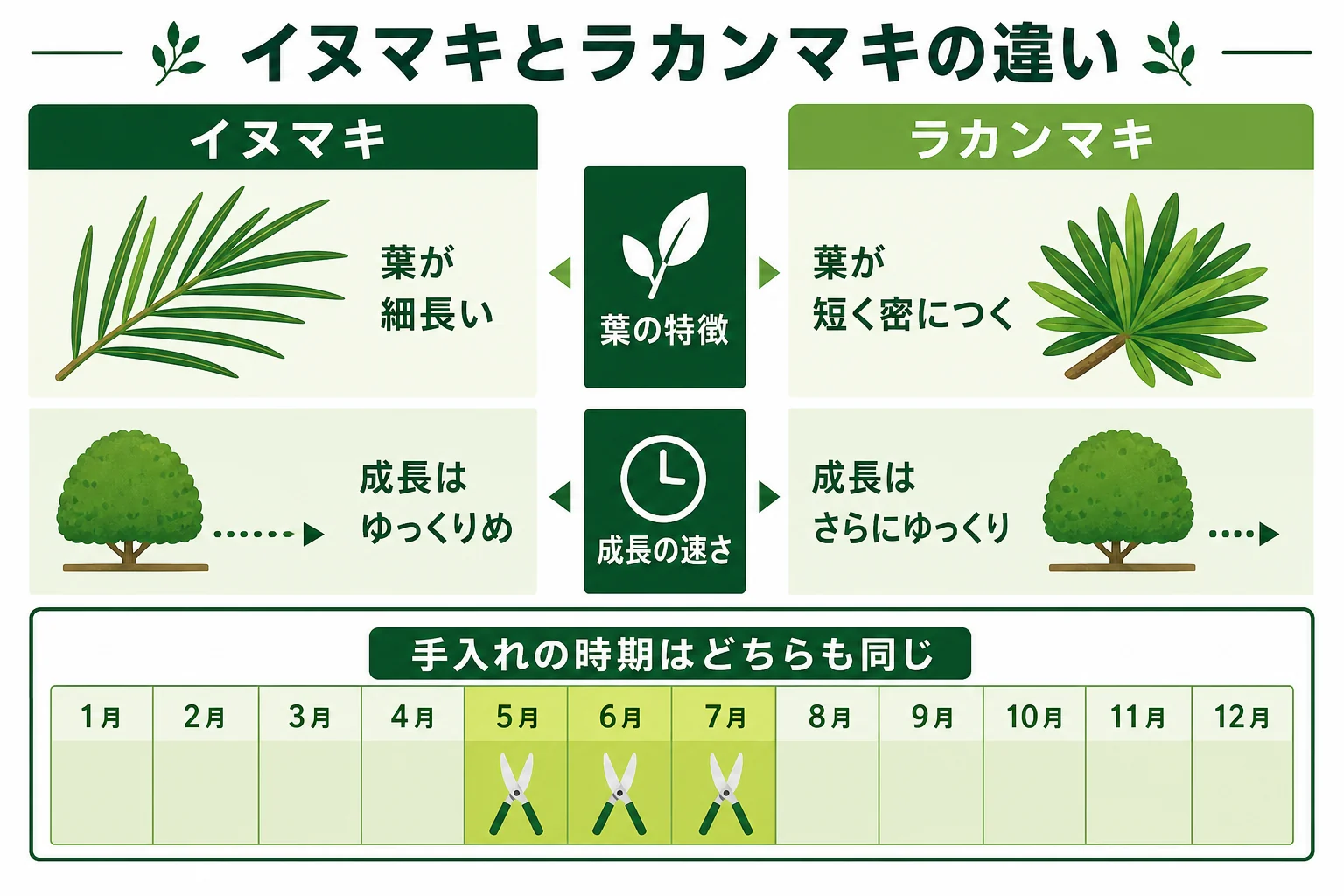 イヌマキとラカンマキの葉の長さ・葉のつき方・成長の速さ・向く生垣を比べた図解