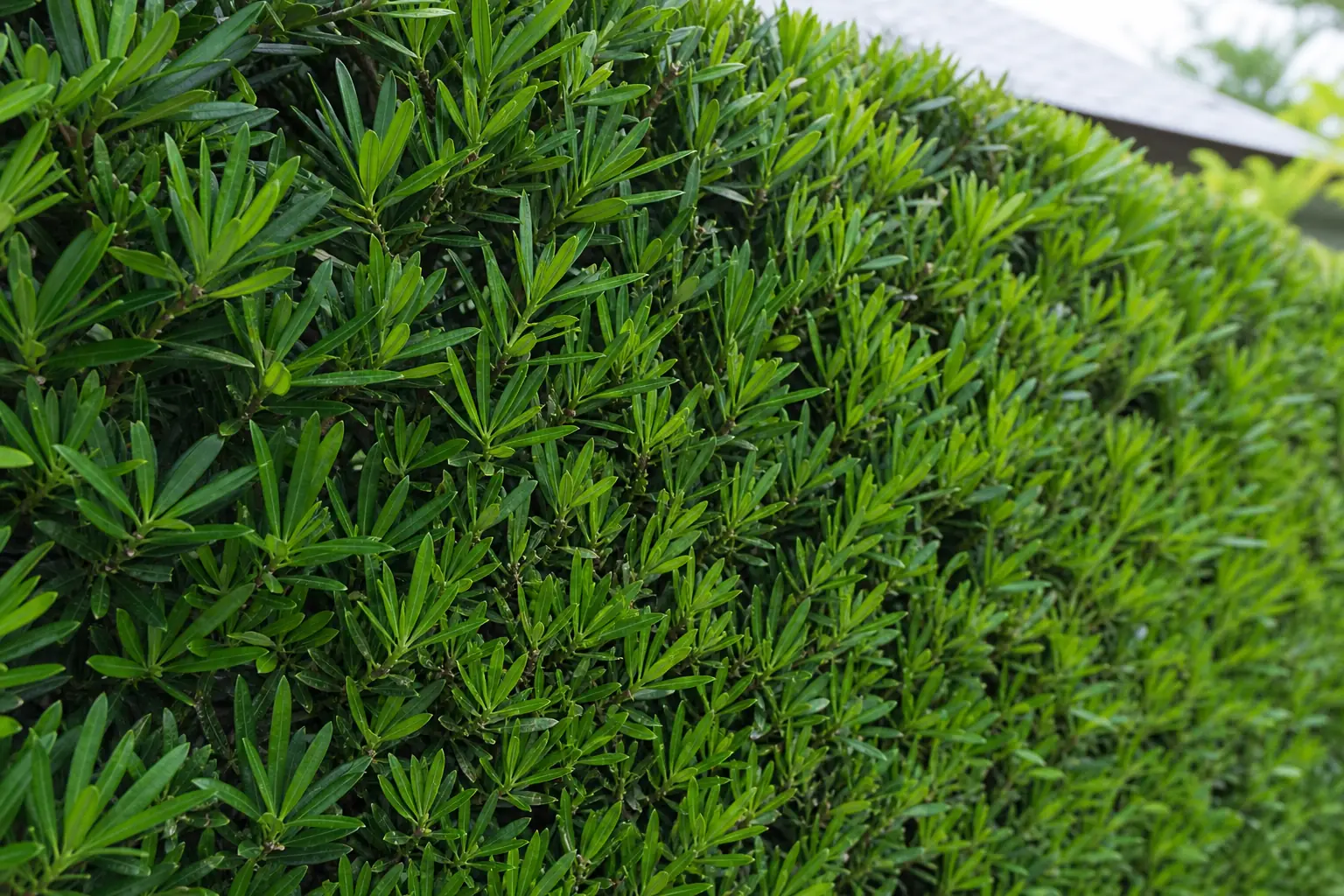 細長い葉が密に茂ったイヌマキの生垣を近くから写した写真