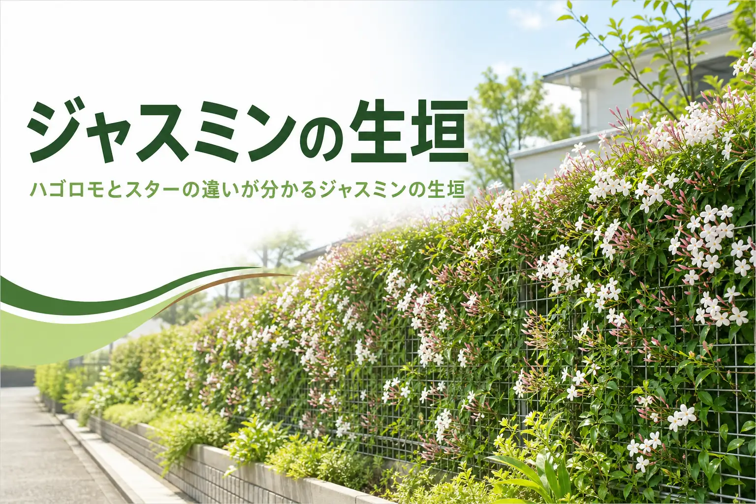 ハゴロモジャスミンとスタージャスミンの違いと、ジャスミンの生垣の仕立て方を紹介する記事のアイキャッチ