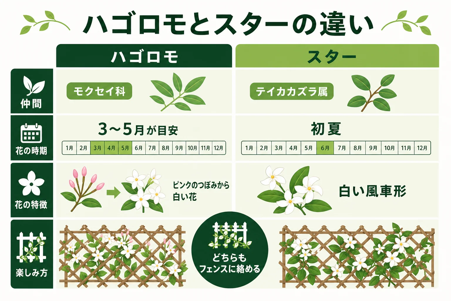 ハゴロモジャスミンとスタージャスミンの違いを、仲間・花の時期・花の形で比べた図解