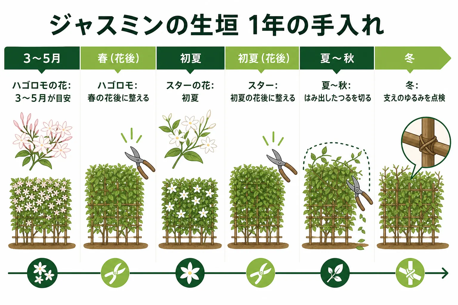 ジャスミンの生垣の1年を、ハゴロモの花の時期・スタージャスミンの花の時期・花後の整理・誘引の順に並べたカレンダーの図解