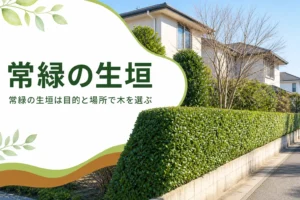 常緑の生垣に向く木の選び方と落ち葉の見通しを解説する記事のアイキャッチ