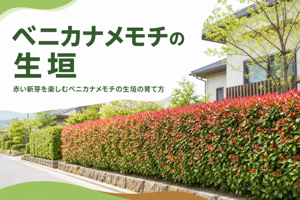 赤い新芽を楽しむベニカナメモチの生垣の育て方を解説する記事のアイキャッチ