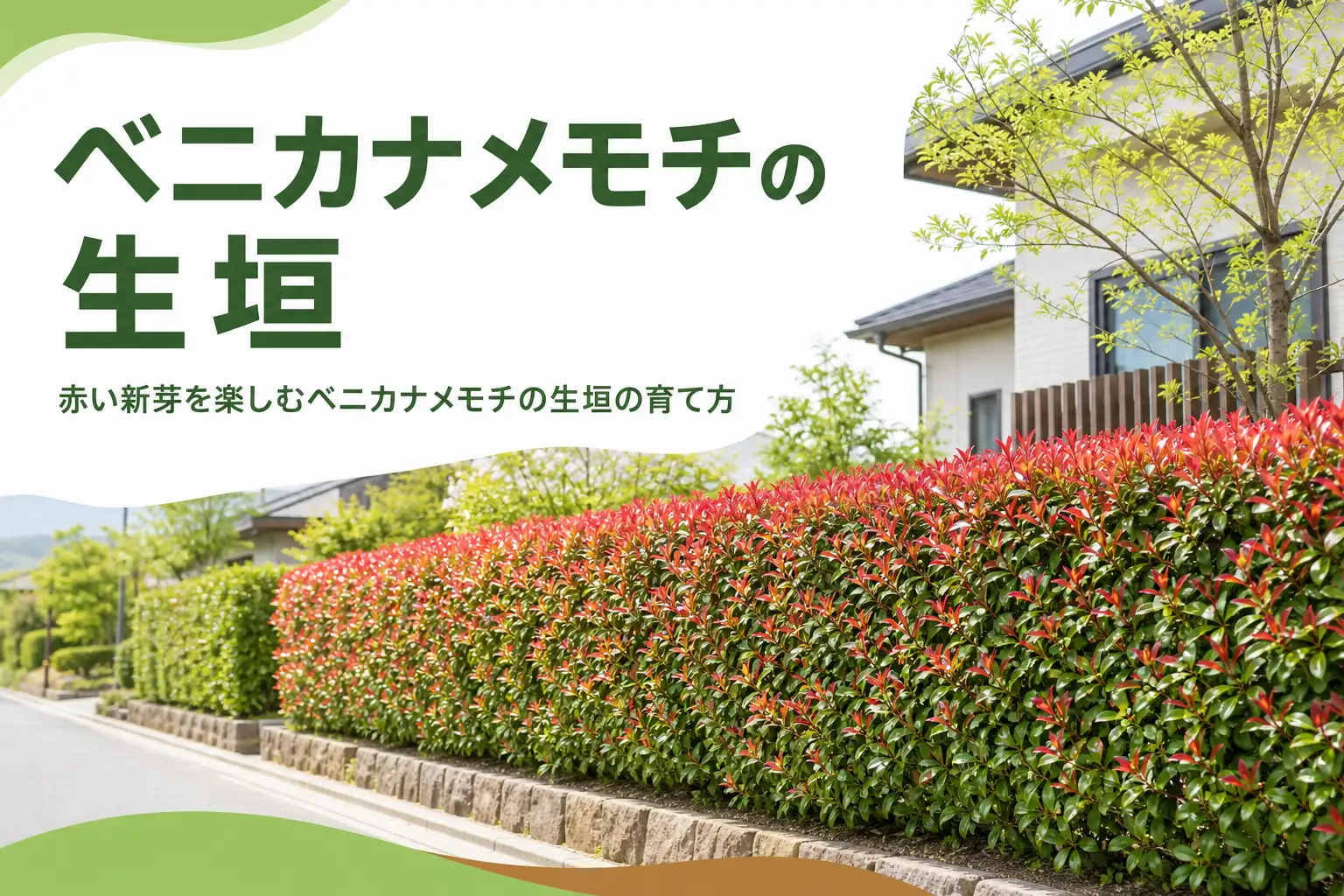 赤い新芽を楽しむベニカナメモチの生垣の育て方を解説する記事のアイキャッチ
