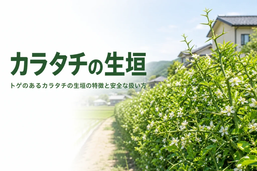 トゲのあるカラタチの生垣の特徴と安全な扱い方を解説する記事のアイキャッチ