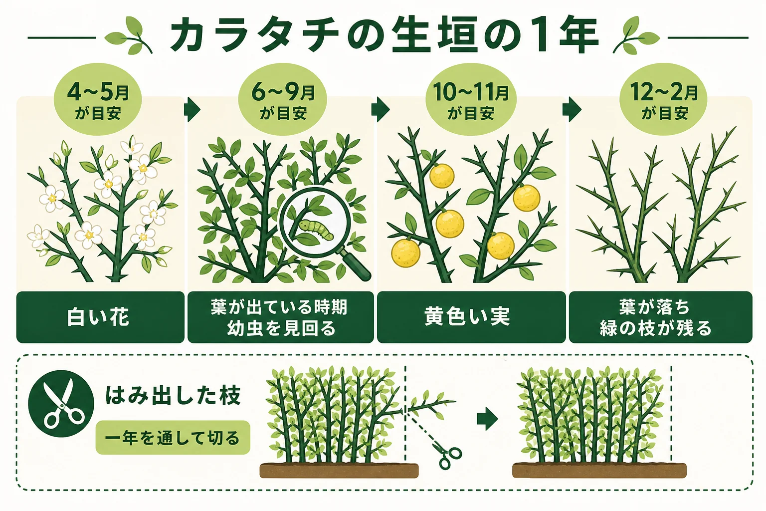 カラタチの生垣の1年の手入れを、白い花・葉が出ている時期の虫の見回り・黄色い実・冬の落葉の時期に分けて示したカレンダーの図解
