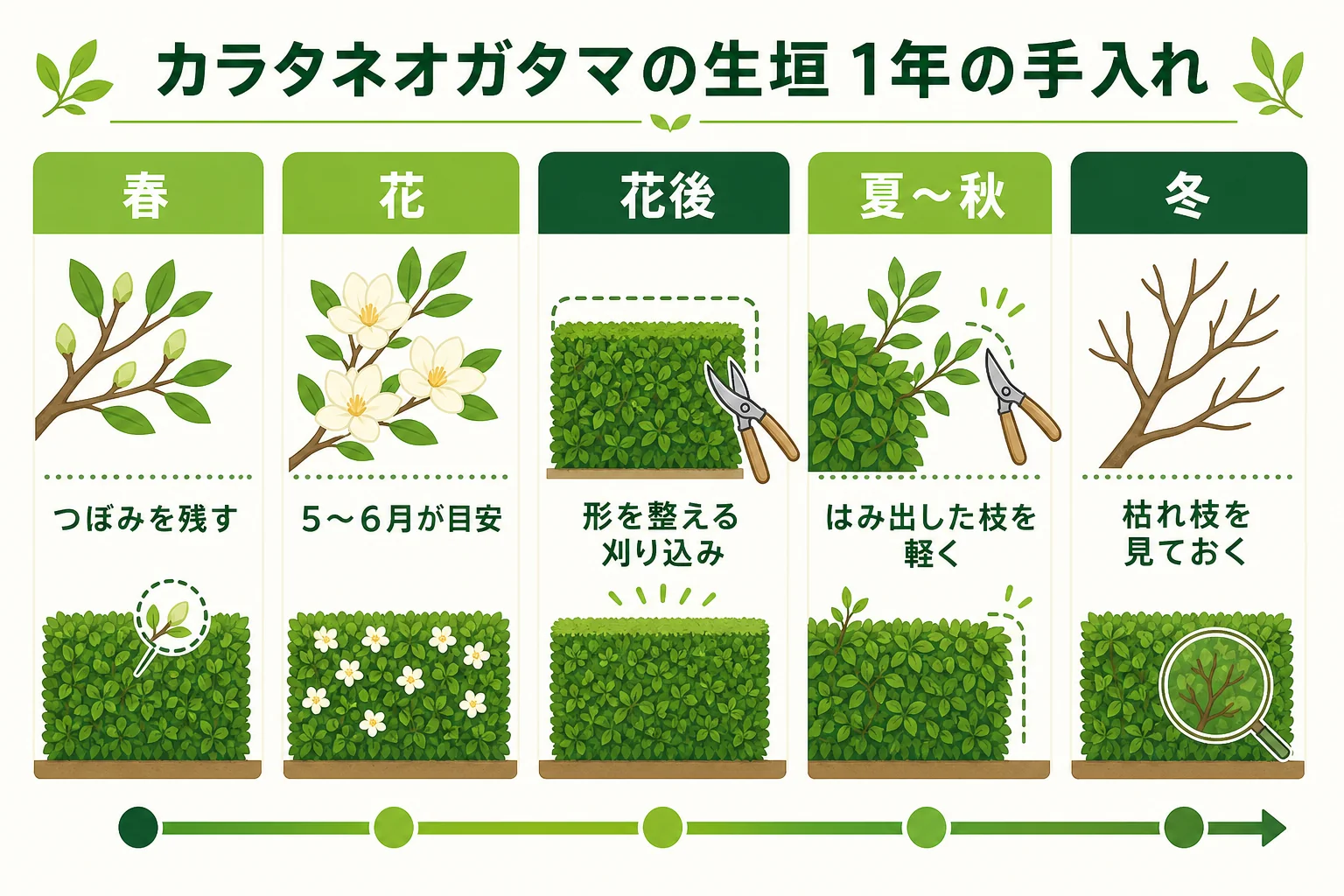 カラタネオガタマの生垣の1年の手入れを、初夏の花・花後の剪定・夏秋の軽い整枝・冬の見回りの順に並べたカレンダーの図解
